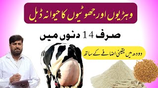 Cow Buffalo Ka حیوانہ Barhanay Ka قدرتی Tarika  How To Increase Udder Size In Heifers 💯 [upl. by Tresa]