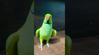 Pattai betawa parrot mitthua funny mitthoo happy [upl. by Anisah263]