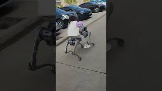 Riding A Robot Dog On the Street robots robot robottechnology robotics [upl. by Ysset]