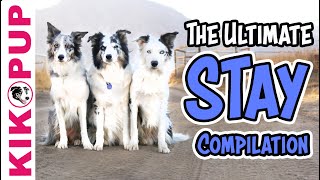 Teach your dog to STAY  Dog Training Videos [upl. by Case]