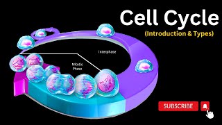 Understanding the Cell Cycle A Beginners Overview of the Eukaryotic Cell Cycle [upl. by Aileme]