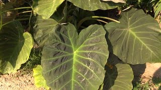 How to Grow Elephant Ears Colocasia [upl. by Rehpotisrhc990]