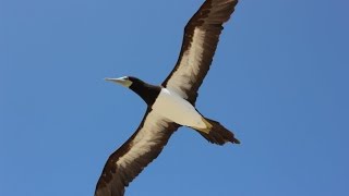 Birds of the UK Overseas Territories [upl. by Aicillyhp483]