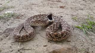 Rhombic Egg Eater Dasypeltis scabra defensive display [upl. by Mikahs]