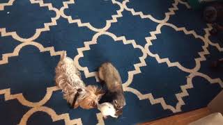 Dog Ferret and Rat Play Together [upl. by Vassily982]