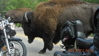 Bison Stampede at Custer State Park [upl. by Anua868]