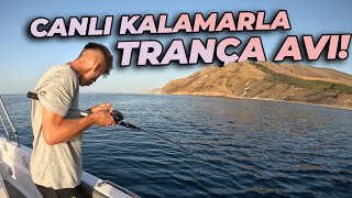 CANLI KALAMAR İLE TRANÇA YAKALADIK [upl. by Anaiek]