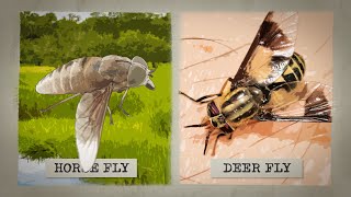 The Biting Truth about Horse Flies [upl. by Slerahc320]