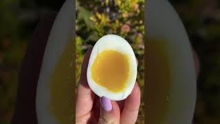 Perfect Soft Boiled Egg Every Time  The Basics [upl. by Jaf377]