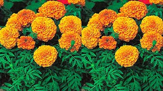 Best quality marigold seeds for winter [upl. by Eislehc498]