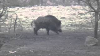 Wild boar hunting in Belarus [upl. by Yrtnej]