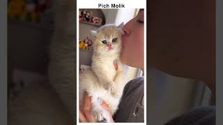 First Kitten Reaction 😄 shorts funny cute [upl. by Seyler]