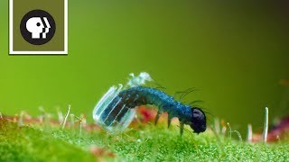 Baby Caterpillar Hatches from Tiny Butterfly Egg [upl. by Nahtanaoj]