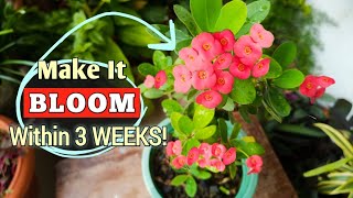 Make Your Crown of Thorns Plant BLOOM Only in 3 WEEKS Euphorbia Milii Plant Care [upl. by Roht]