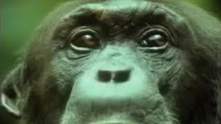 Chimpanzees Team Up to Attack a Monkey in the Wild  BBC Studios [upl. by Lehctim]