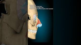 Nasalis humananatomy anatomy skull completeanatomy [upl. by Glenda]