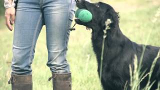 Eli  Flatcoated Retriever Super Slowmotion [upl. by Strader]