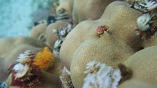 Christmas tree worms  Philippines 2016 [upl. by Cote]