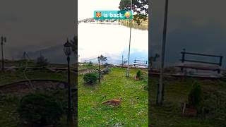 Red Fox is back on LMC shorts shortvideo animals fox lakelife wildlife nature [upl. by Ewolram]