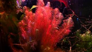 Rotala Wallichii How To Keep Rotala Turn Red Tips and Tricks [upl. by Bellanca592]