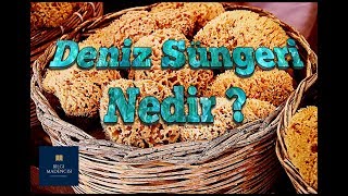 Deniz Süngeri Nedir  Kısaca [upl. by Ibbed411]