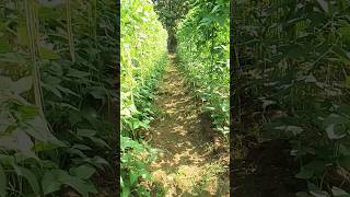 Barbati ka kheti ✅✅ Long Beans Farming kishan farming farmar shorts agriculture garden beans [upl. by Whatley]