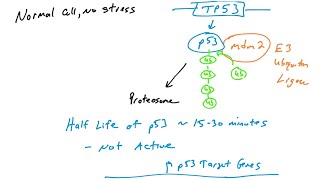 p53 Introduction to the p53 tumor suppressor protein and its function [upl. by Hogarth988]