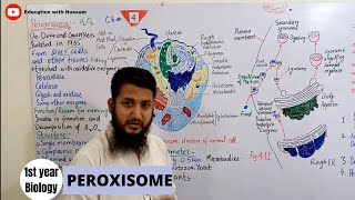 Peroxisomes  peroxisomes structure and function  class 11 [upl. by Camm721]