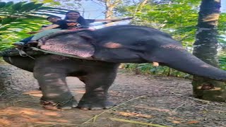 Things to do in Thekkady  Kerala Tour  Mini Vlog kerala thekkady shorts [upl. by Annirak]