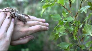 handling of defensive Heteroscodra maculata [upl. by Swerdna]