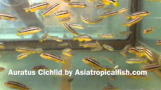 Auratus Cichlid Breeding And Export From Thailand [upl. by Atiekan]