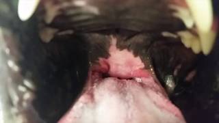 What Does An Elongated Soft Palate Look Like in a Dog With Brachycephalic Airway Syndrome [upl. by Rist394]