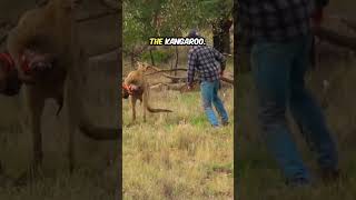 Man fights with kangaroo to save his dog heartwarming kindness funny [upl. by Prader]