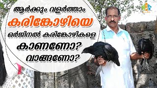 കരിങ്കോഴിയെകുറിച്ച് അറിയാനും വളർത്താനും ആഗ്രഹിക്കുന്നവർ കാണുക Karinkozhi Farming in Malayalam [upl. by Winchell757]