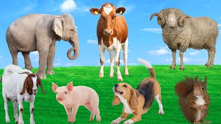 Animal Sound Compilation  Elephant Cow Sheep Dog Goat Pig [upl. by Wildee874]