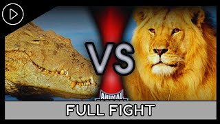 Animal FaceOff 2004  Nile Crococdile VS Lion Full Fight [upl. by Hally]