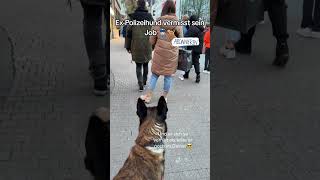 ExPolizeihund vermisst seinen Job 👮🏻‍♂️🐕‍🦺 Deutschland Polizei Hund [upl. by Parke]