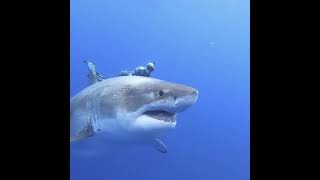 Biggest great white shark encounter yet 2021  Deep Blue [upl. by Anirdna]