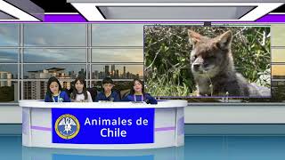 Los animales de Chile [upl. by Dolf]