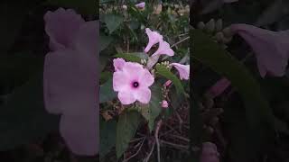 Ipomoea carneanatureconvolvulaceaebiologyvlog beautiful pollination pollinatorvillagelife [upl. by Esther]