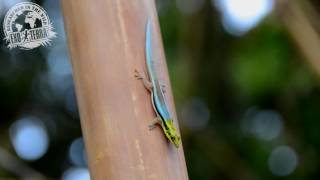 Phelsuma klemmeri [upl. by Eidarb291]