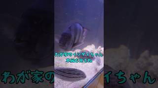 イシダイ 飼育 魚の動画 海水魚 水槽 shorts [upl. by Nalrah735]