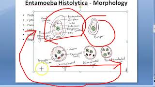 Parasitology 026 a Amoeba Entamoeba Histolytica Classification Amoebiasis Trophozoite Quadrinucleate [upl. by Myrlene839]