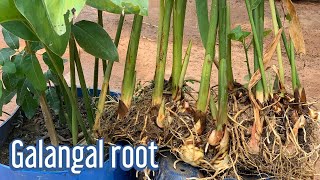 Best Tips To Grow GALANGAL PLANT in Pot or Container at Home  Daily Life and Nature [upl. by Sven]