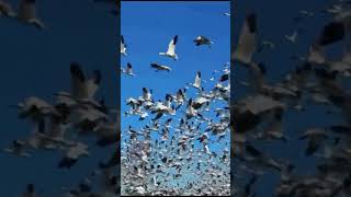 Skagits Snow Geese Spectacle A MustSee Winter Eventquot [upl. by Suiremed]