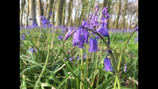 Bluebells at Wytham Woods April 2020 [upl. by Baudoin]