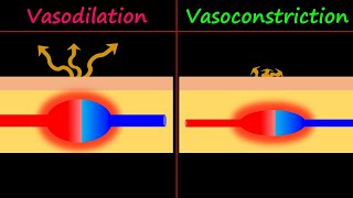 Vasodilation amp Vasoconstriction [upl. by Asiluy280]