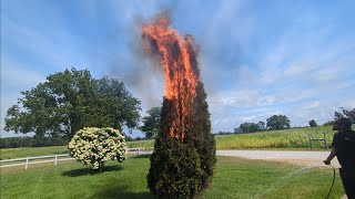 Controversial Way To Get Rid Of Bag WormsGypsy Moths With Fire [upl. by Ahsyas]