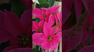 poinsettias poinsettia flowers flower blooming garden gardening gardeningtips [upl. by Cini]