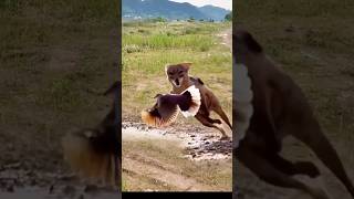 Red Fox catch bird viral videoredfox bird shortvideoviral [upl. by Naitsirc]